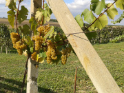 Foto - vinobrani-06.jpg