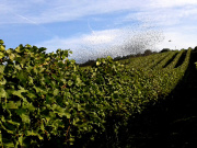 Vinobraní
